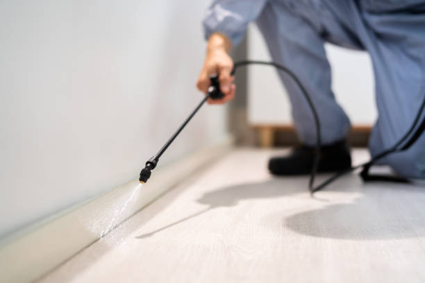 Licensed Wasp Removal service in National City, CA - Show Me Pest Control