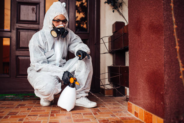 Reliable Wasp Removal contractor in National City, CA by Show Me Pest Control